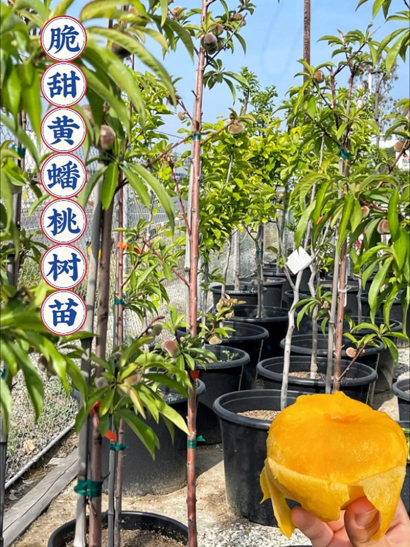 黄蟠桃苗多少钱一颗?2025年最新价格参考与影响因素全解析 常见问题FAQ