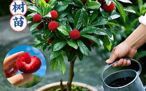 北方杨梅树可以种植吗？——技术指南与气候适应性深度解析