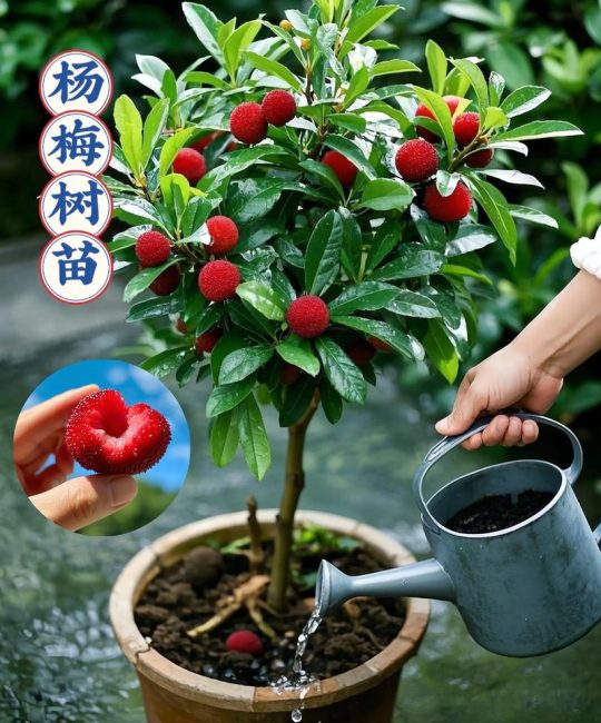 北方杨梅树可以种植吗？——技术指南与气候适应性深度解析