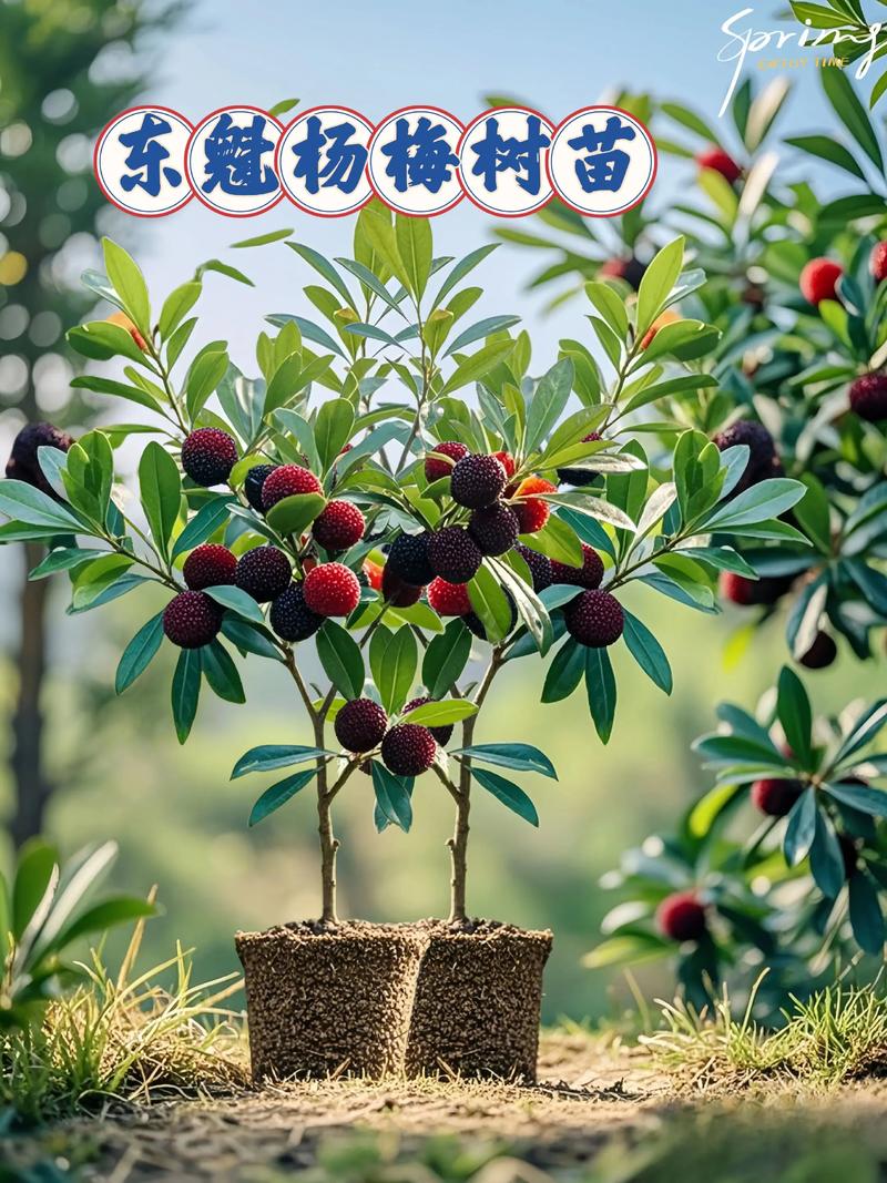 三、南北种植差异化建议