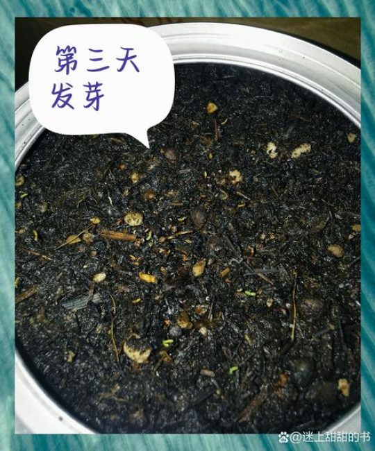 太阳花种子什么时候种？掌握这两个时间点，出芽齐、开花旺