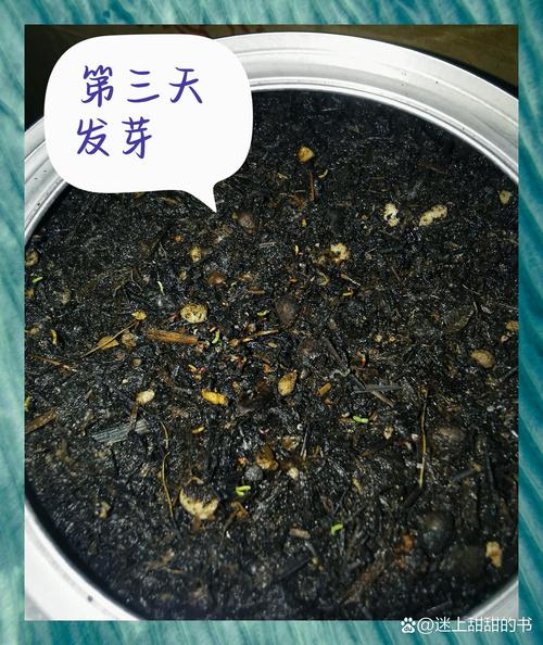 太阳花种子什么时候种?掌握这两个时间点,出芽齐、开花旺 太阳花种子什么时候种?掌握这两个时间点,出芽齐、开花旺