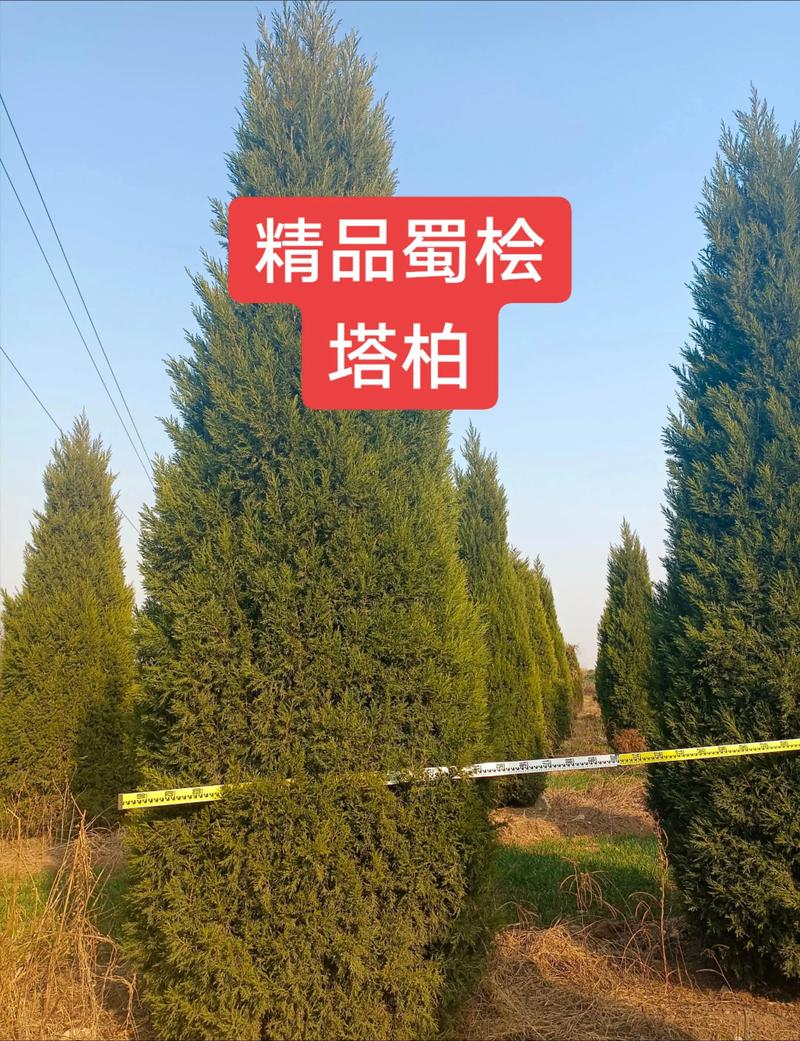 塔柏树苗多少钱一棵?2026年价格参考与影响因素分析 数量——批发与零售价差可达40%以上