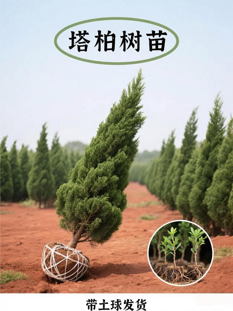 塔柏树苗多少钱一棵?2026年价格参考与影响因素分析 常见问题与咨询指南