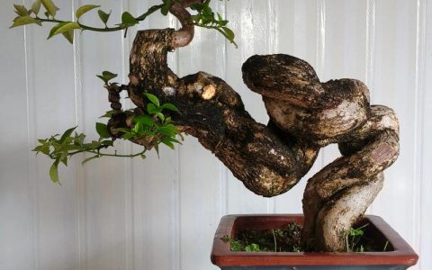 庭院适合种什么盆栽？5种高颜值、好养护的植物推荐