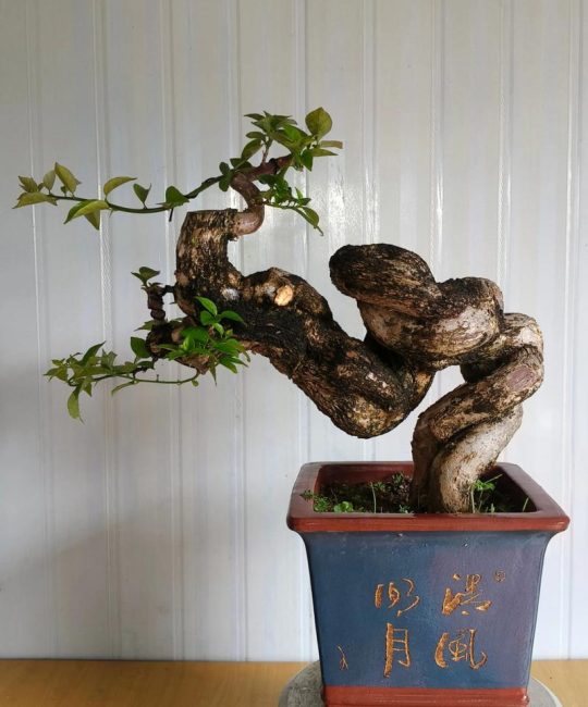 庭院适合种什么盆栽？5种高颜值、好养护的植物推荐