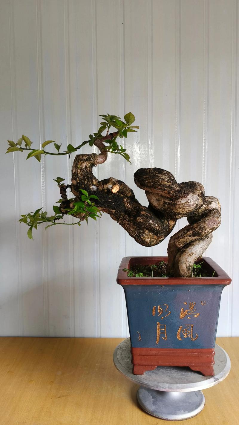 庭院适合种什么盆栽?5种高颜值、好养护的植物推荐 庭院适合种什么盆栽?5种高颜值、好养护的植物推荐