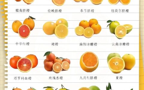 脐橙什么品种最好？2026年三大主流品种对比与选购指南