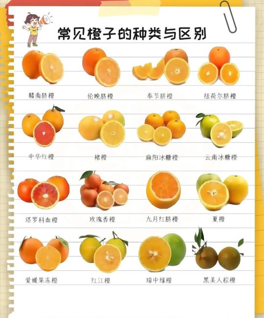 脐橙什么品种最好？2026年三大主流品种对比与选购指南