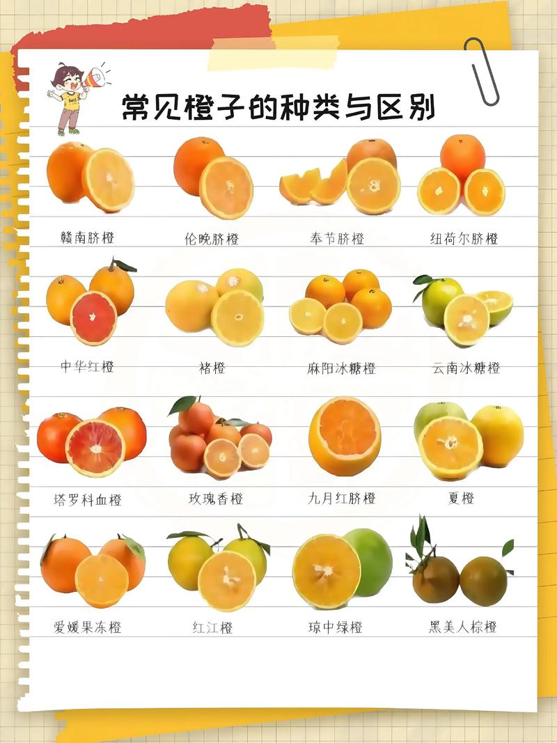脐橙什么品种最好?2026年三大主流品种对比与选购指南 三大主流品种六维度对比