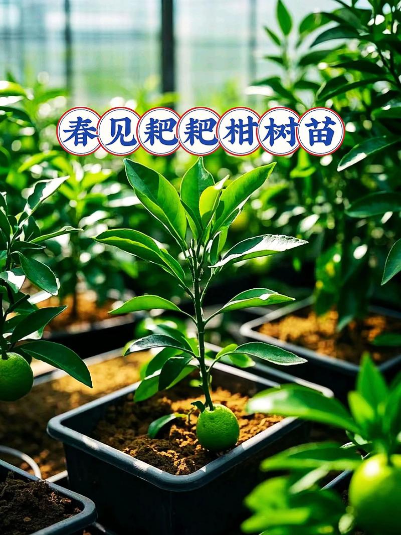 柑橘树苗购买渠道选择与品种质量核查指南 总结:柑橘树苗采购的标准化核查清单