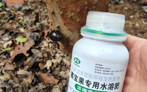葡萄树黄叶病怎么治？4步精准诊断与防治全攻略