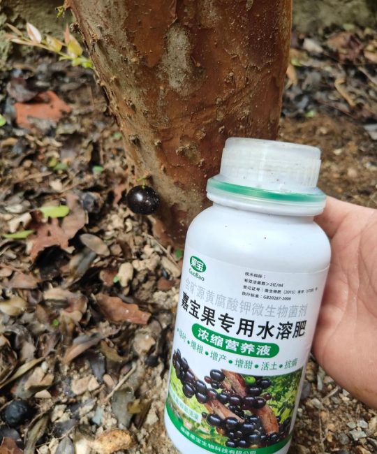 葡萄树黄叶病怎么治？4步精准诊断与防治全攻略