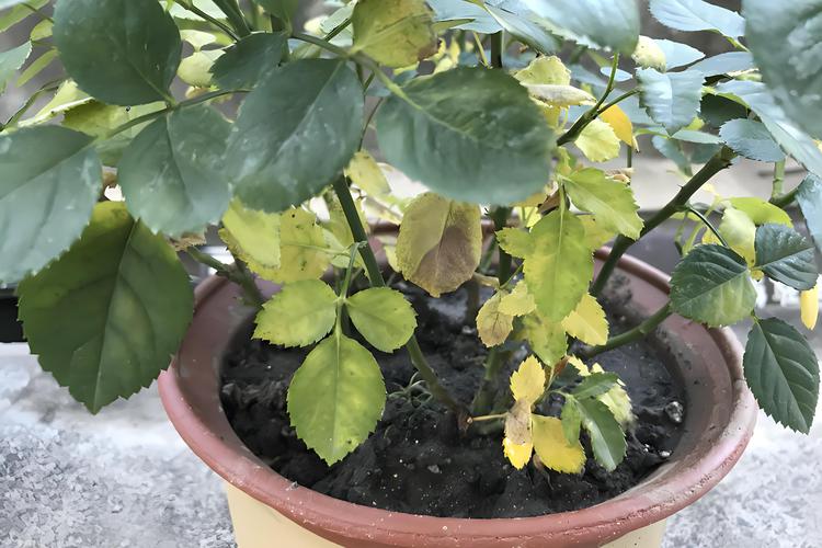 月季花叶子发黄掉叶怎么回事?常见原因与分步排查处理指南 分步排查清单