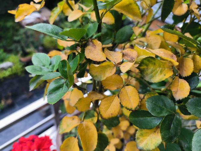 月季花叶子发黄掉叶怎么回事?常见原因与分步排查处理指南 处理办法
