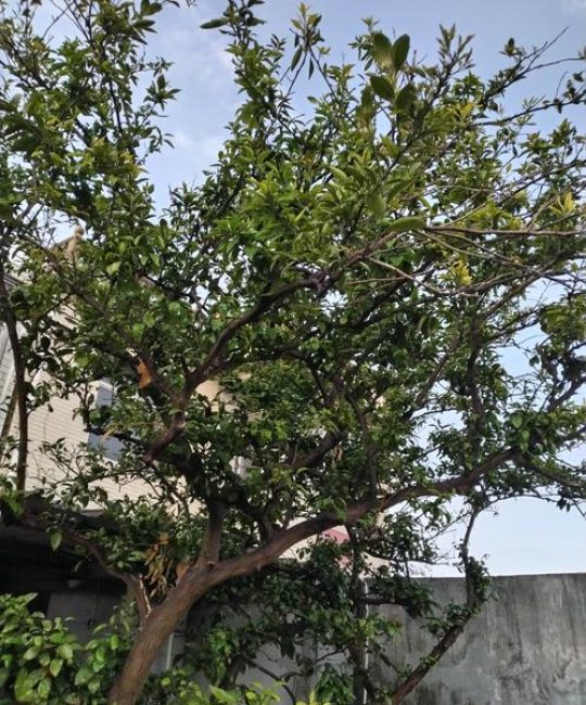 佳果满树是什么季节？以柿子树为例看秋日丰收盛景