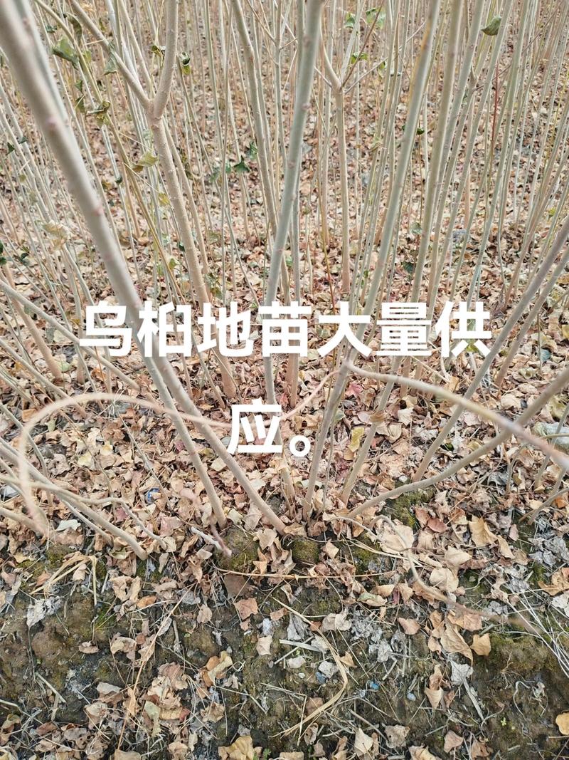 乌桕苗价格是多少?2025年最新报价与影响因素全解析 季节因素:春秋旺季价格波动最大