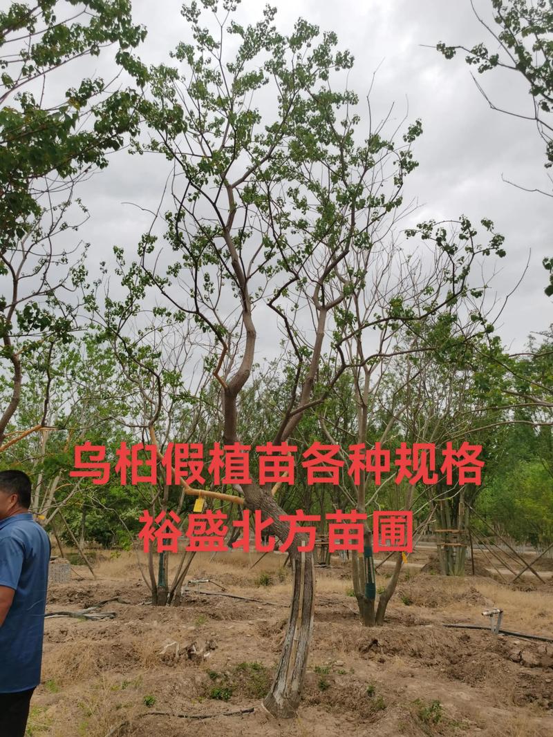 乌桕苗价格是多少?2025年最新报价与影响因素全解析 综合对比表格