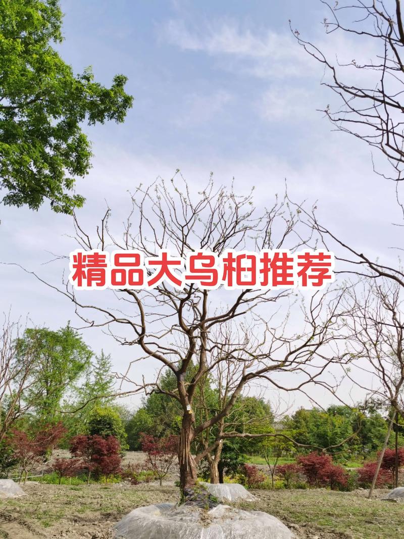 乌桕苗价格是多少?2025年最新报价与影响因素全解析 咨询指南
