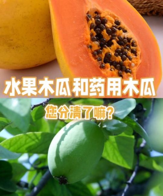 中药木瓜与水果木瓜的区别：植物学、用途与安全指南