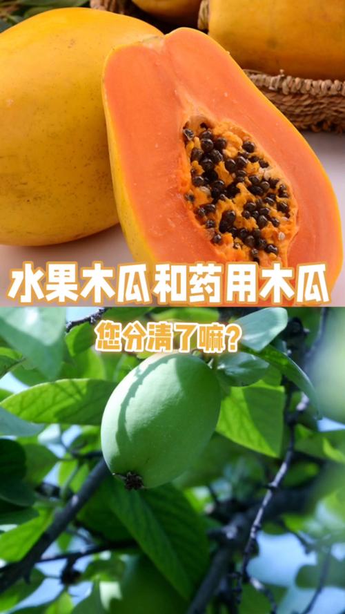 中药木瓜与水果木瓜的区别：植物学、用途与安全指南