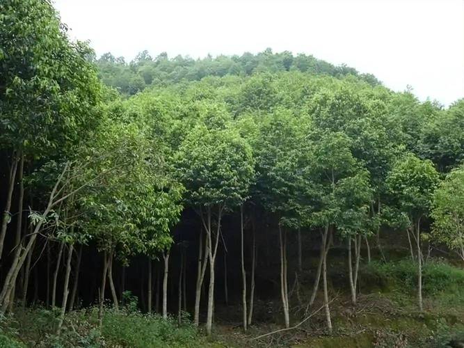 沉香树多少钱一棵?2024年市场参考价及五大影响因素详解 数量:批发价与零售价差距可达50%