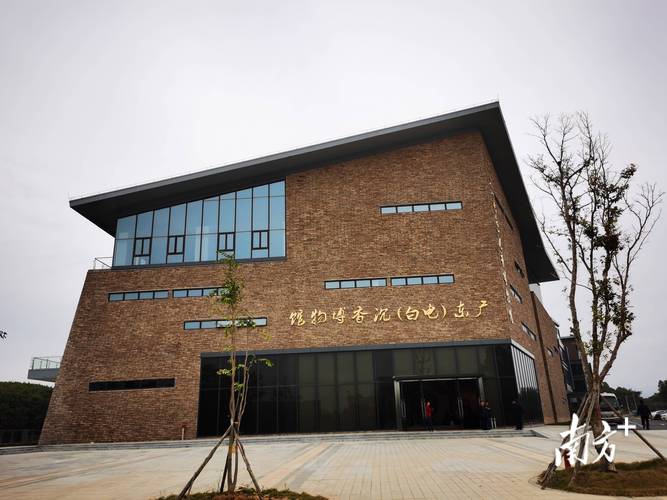 沉香树多少钱一棵?2024年市场参考价及五大影响因素详解 咨询指南:如何获取精准报价?