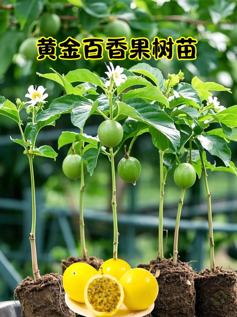 采购质量判断：一看嫁接口、二看根系、三看苗龄
