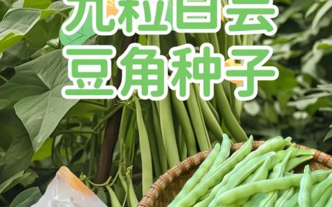白不老豆角种子哪个品种好？三大主流品种多维对比与选购建议