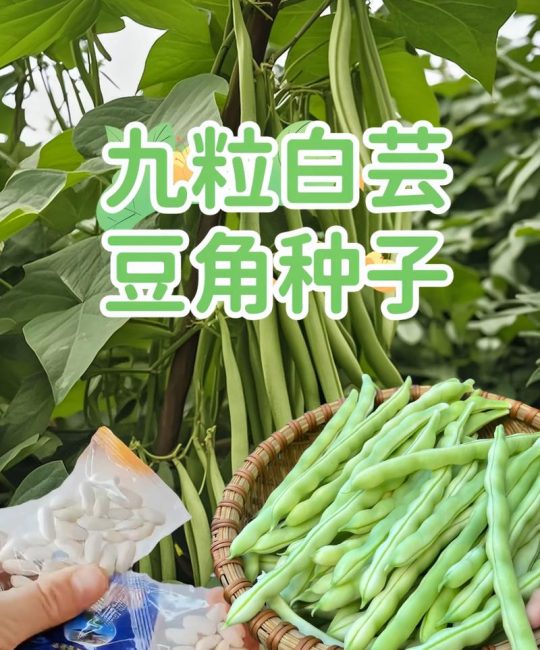 白不老豆角种子哪个品种好？三大主流品种多维对比与选购建议