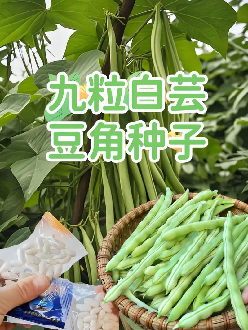 白不老豆角种子哪个品种好?三大主流品种多维对比与选购建议 白不老豆角种子哪个品种好?三大主流品种多维对比与选购建议