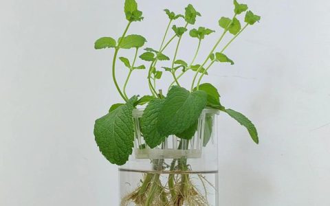 水培薄荷的养殖方法：从扦插到爆盆的实操指南