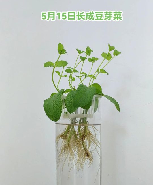水培薄荷的养殖方法：从扦插到爆盆的实操指南
