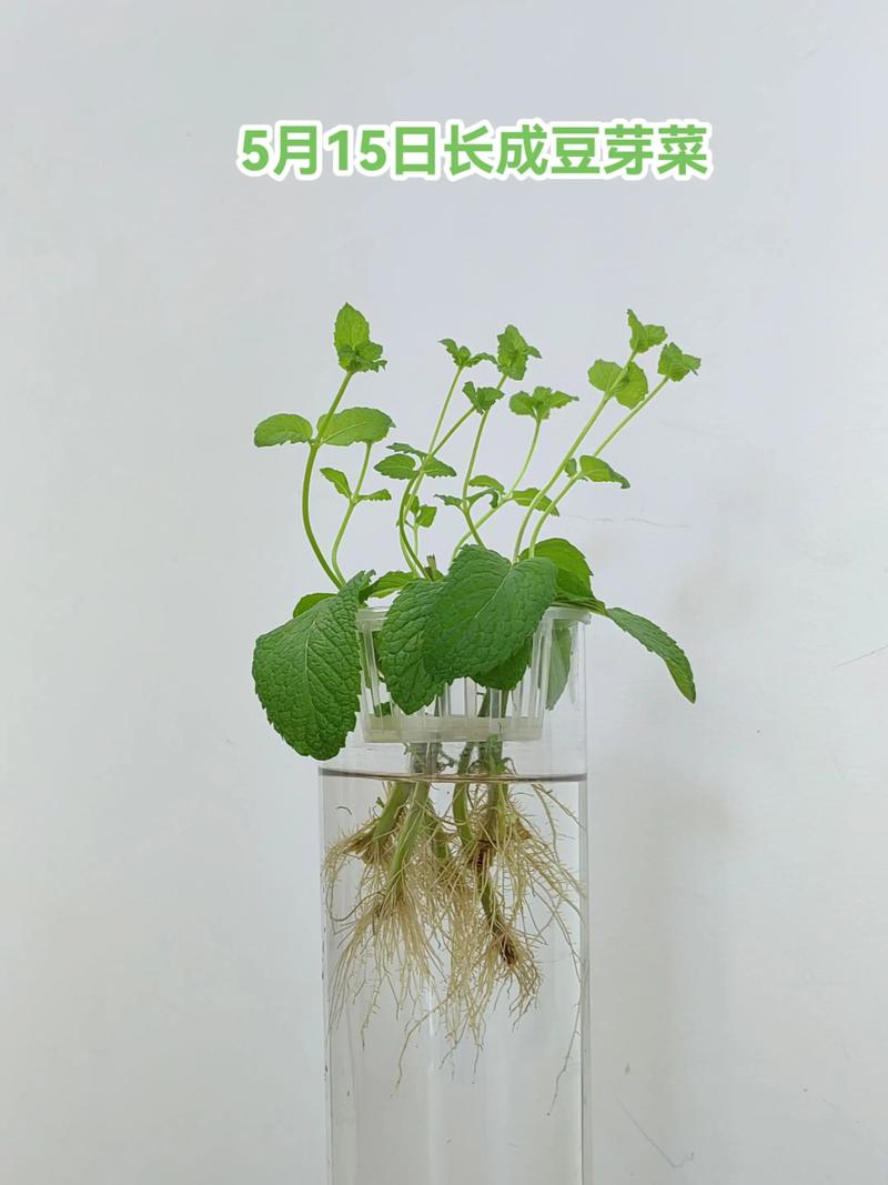 水培薄荷的养殖方法:从扦插到爆盆的实操指南 水培薄荷的养殖方法:从扦插到爆盆的实操指南