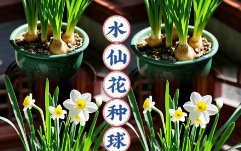 水仙是水生植物吗？水景园艺专家的权威解答与种植指南