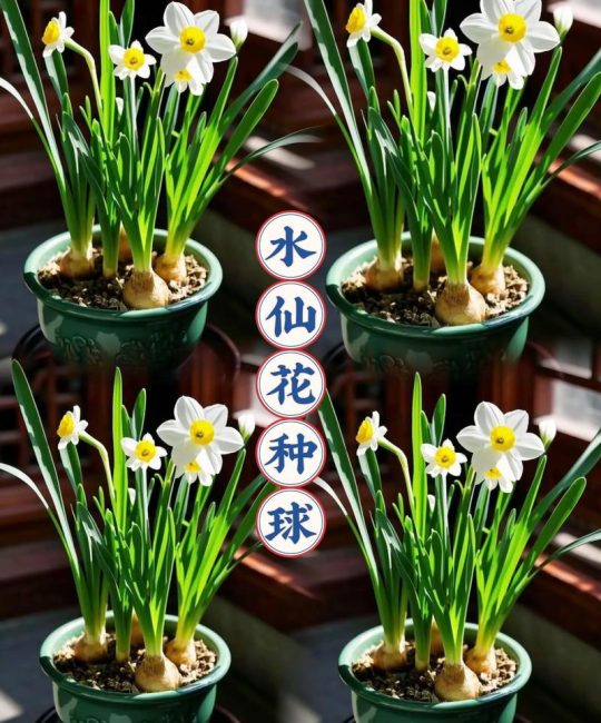 水仙是水生植物吗？水景园艺专家的权威解答与种植指南