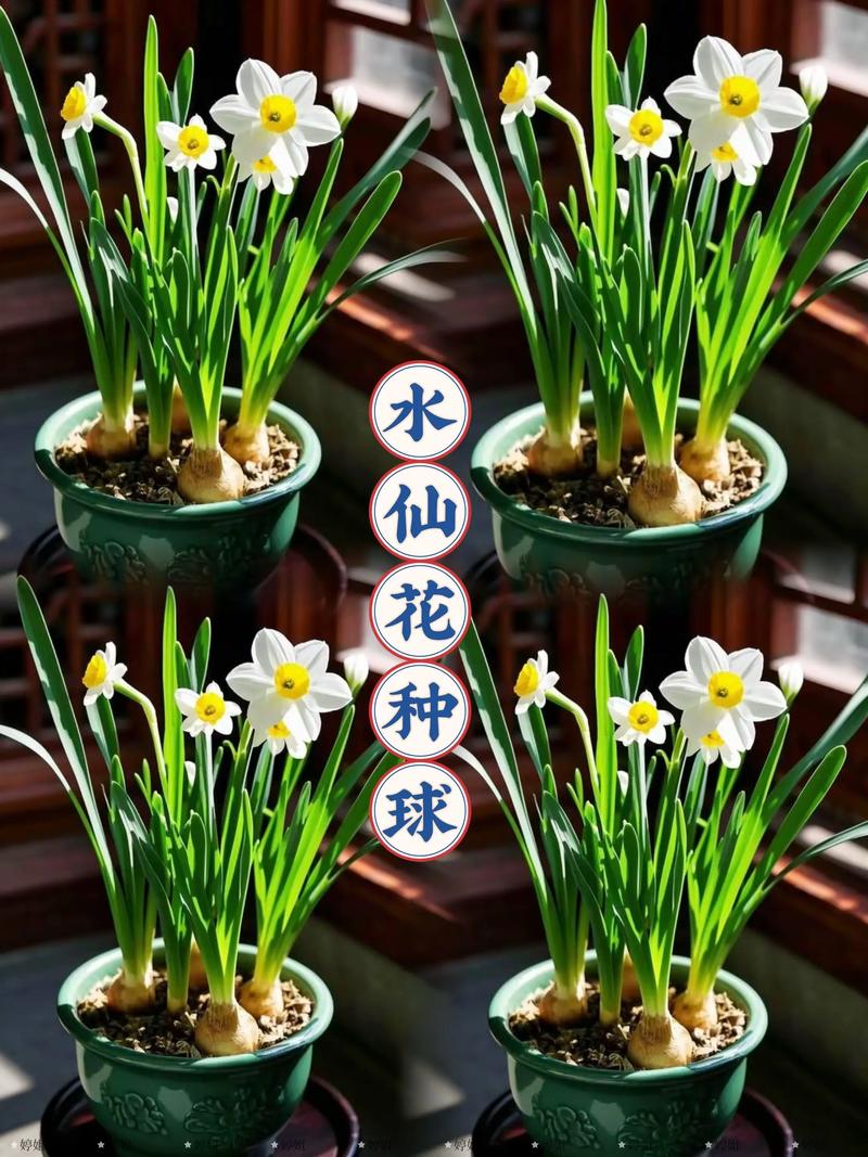 水仙是水生植物吗?水景园艺专家的权威解答与种植指南 水仙不是水生植物,而是球根植物
