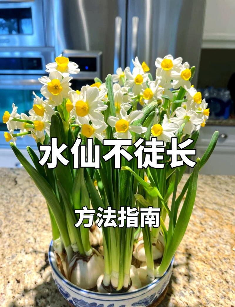 水仙是水生植物吗?水景园艺专家的权威解答与种植指南 庭院水景与池塘种植方案:水仙应种在岸边