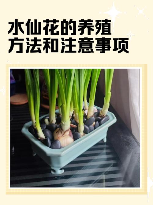 水仙是水生植物吗?水景园艺专家的权威解答与种植指南 常见错误:将水仙当作水生植物养护