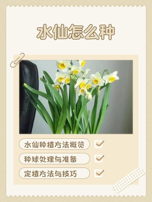 水仙是水生植物吗?水景园艺专家的权威解答与种植指南 FAQ:关于水仙与水生的常见疑问