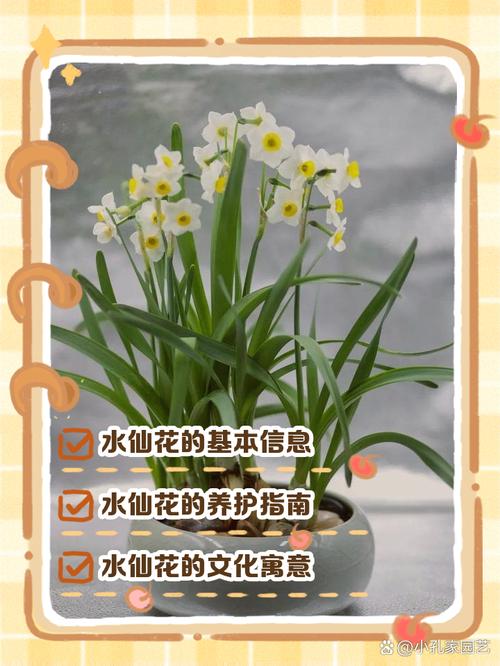 水仙是水生植物吗?水景园艺专家的权威解答与种植指南 总结