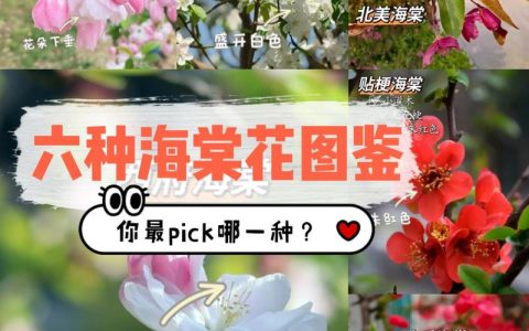 海棠分类及品种名称对比：西府海棠、垂丝海棠、贴梗海棠、木瓜海棠怎么选？