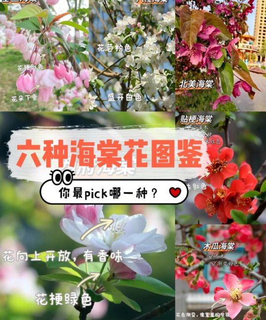 海棠分类及品种名称对比：西府海棠、垂丝海棠、贴梗海棠、木瓜海棠怎么选？
