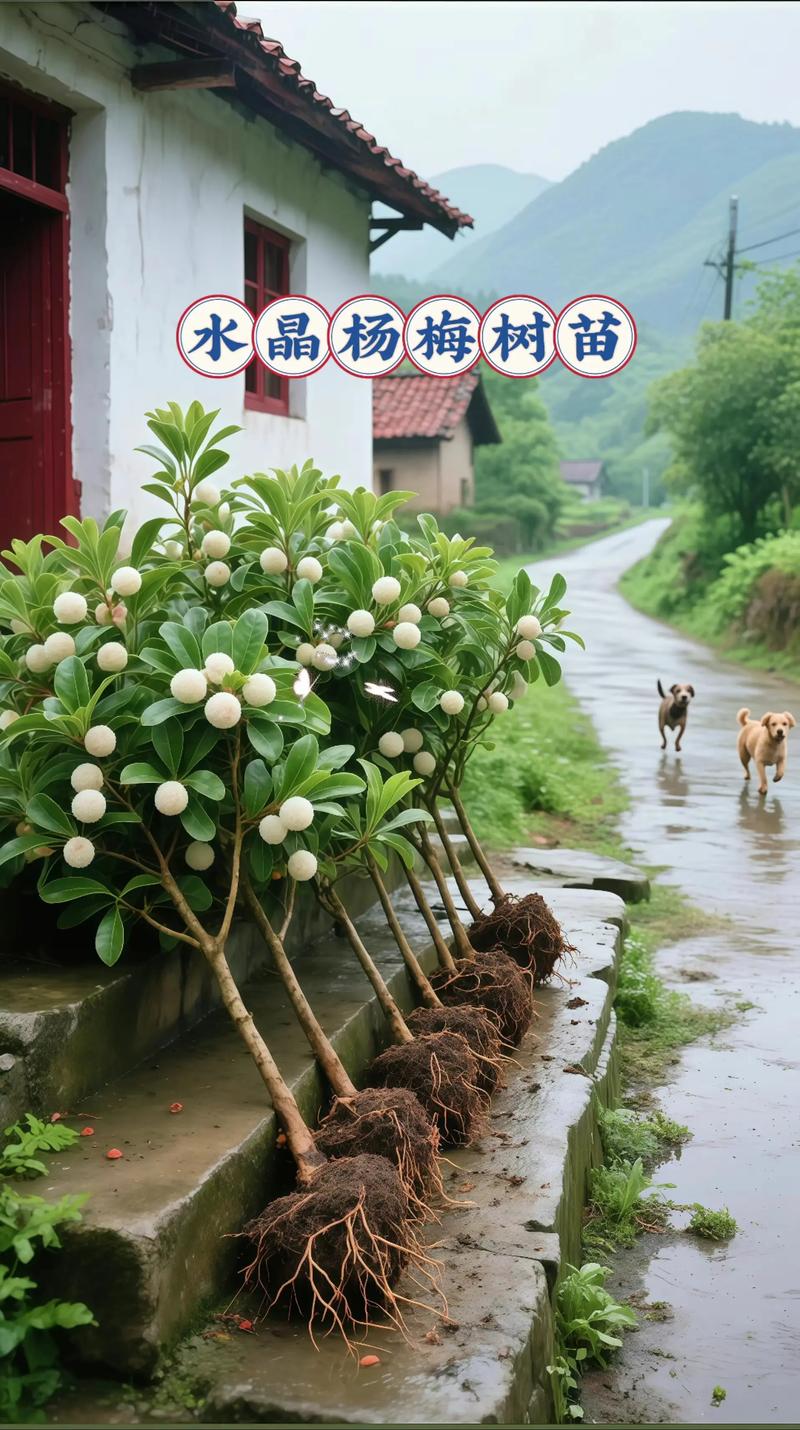 杨梅树木头可做什么?这些园艺用途让你大开眼界 结语
