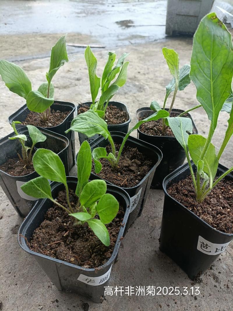 非洲菊种子种植指南:从播种到开花的全套实操方案 光照与水肥精准管理方案