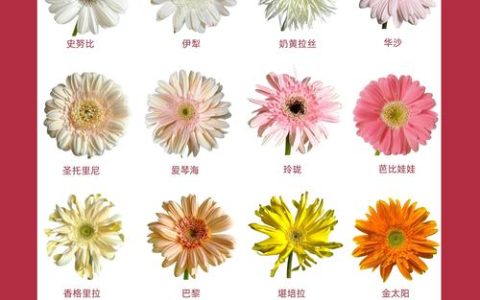 非洲菊种子种植指南：从播种到开花的全套实操方案