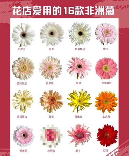 非洲菊种子种植指南：从播种到开花的全套实操方案