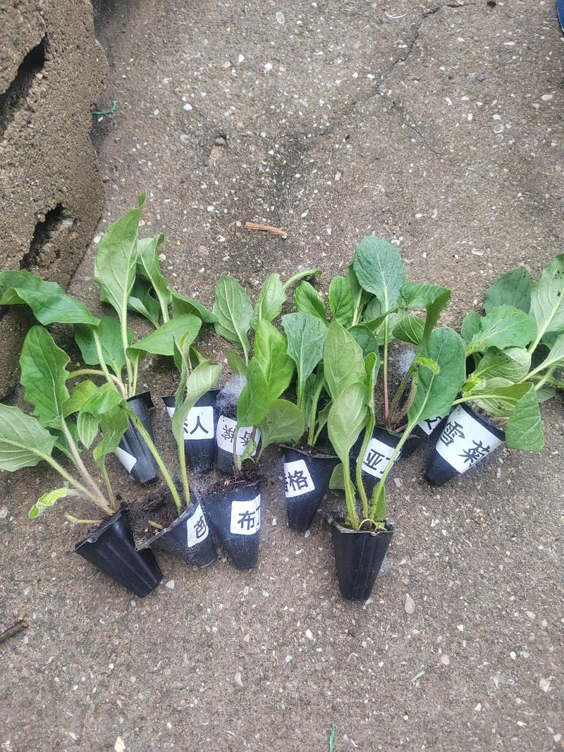 非洲菊种子种植指南:从播种到开花的全套实操方案 盆栽与地栽选择决策
