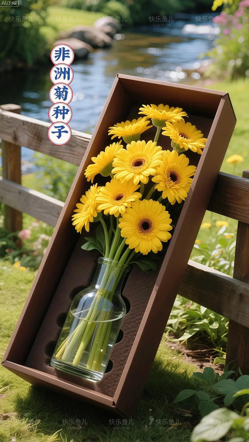 非洲菊种子种植指南:从播种到开花的全套实操方案 越冬与越夏差异化管理