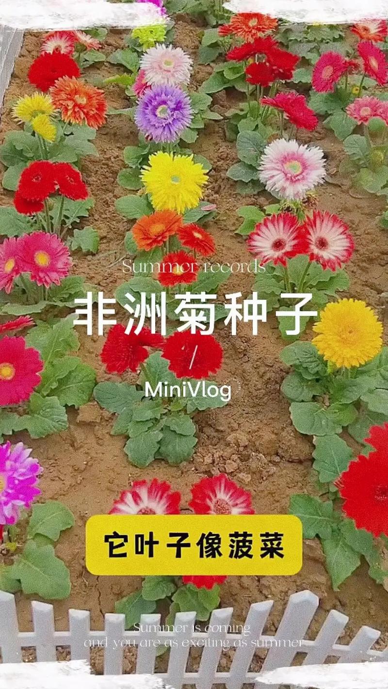 非洲菊种子种植指南:从播种到开花的全套实操方案 常见问题解答 (FAQ)